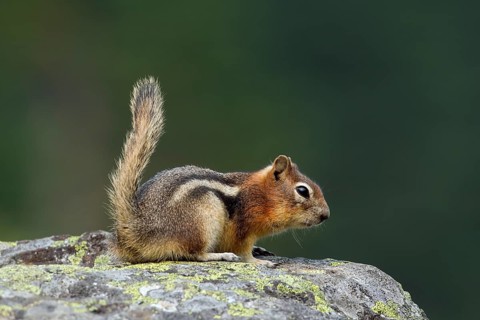 Citellus lateralis