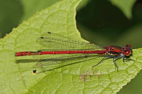 Large Red Damselfly