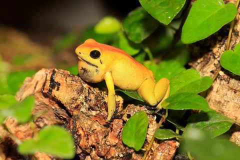 Black-legged poison dart frog