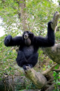 Siamang