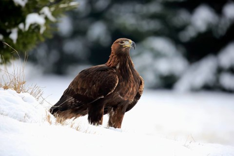 Golden eagle