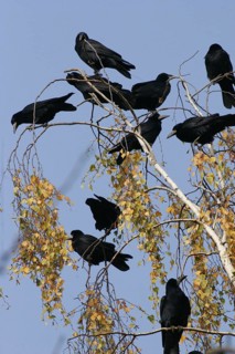 Crows