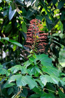 Pagoda Flower