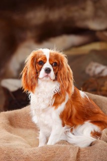 Cavalier King Charles Spaniel