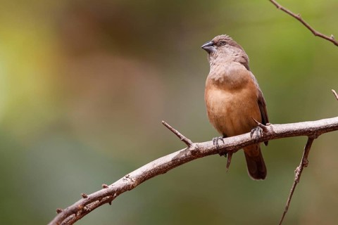 Spermestes cucullata