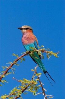 Lilac breasted roller
