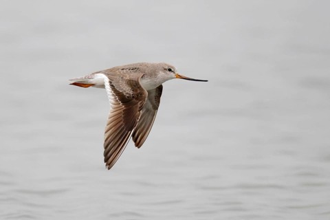 Terek sandpiper