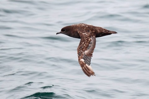 Short-tailed shearwater