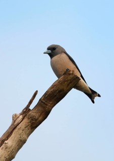 Ashy Woodswallow