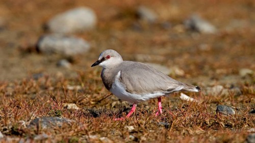 Magellanic Plover
