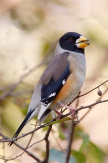 Coccothraustes migratorius