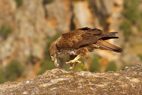 Bonelli's Eagle