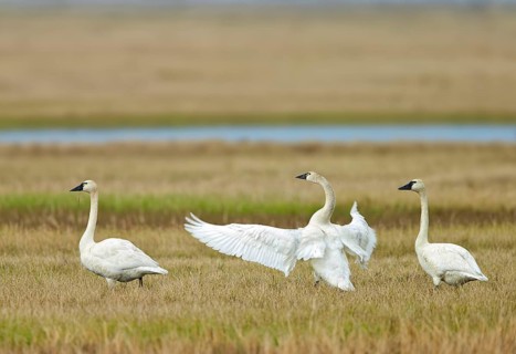 Tundra Swan