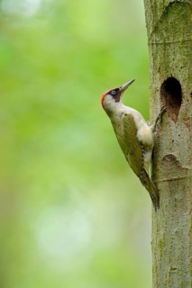 European Green Woodpecker