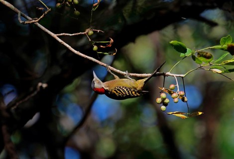 Spanish hispaniolan woodpecker