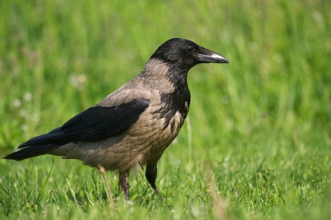 Hooded Crow