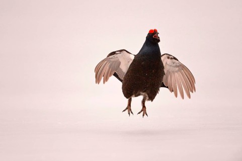 Black grouse