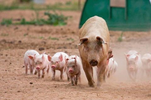 Domestic Pig