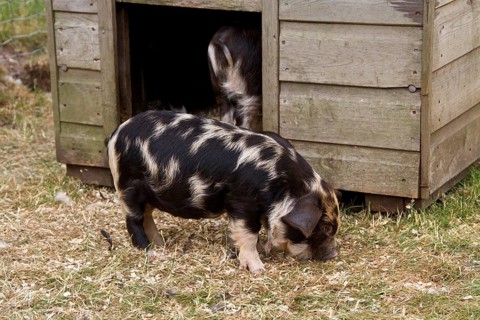 Kune-Kune Piglet