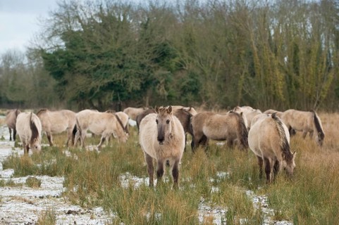 Konik horse