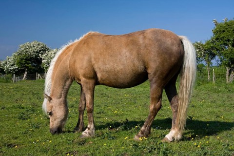 Welsh Mountain Pony