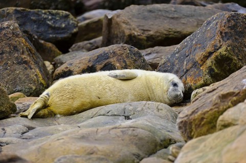 Grey Seal