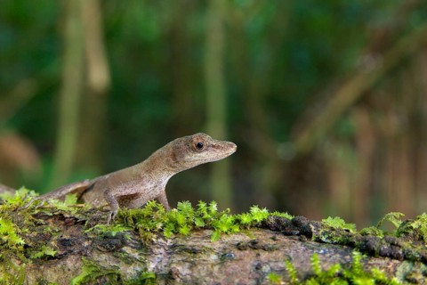 Slender adult Anolis fuscoauratus