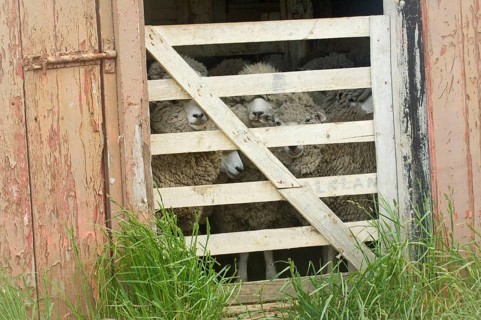 Sheep farm