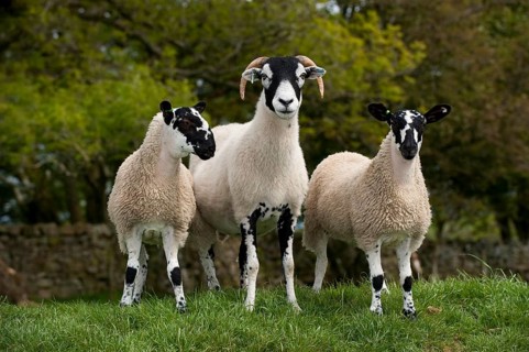 Domestic Sheep