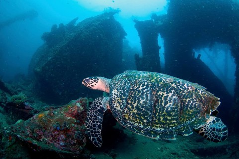 Loggerhead Turtle