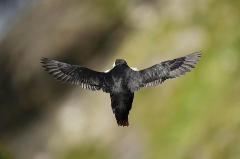 Puffin