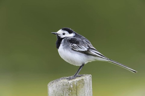 Pied Wagtail