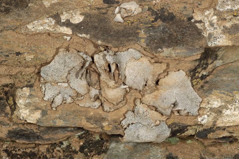 Silver skin lichen