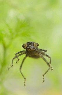 Southern hawkers