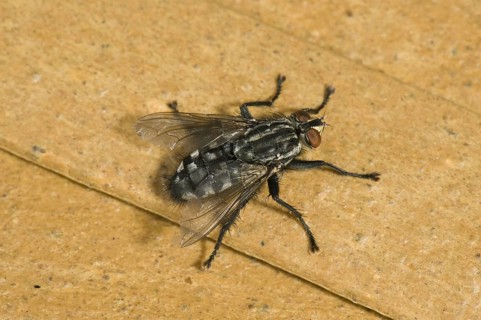 Grey flesh fly