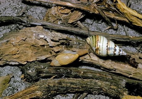Pink cannibal rosy wolfsnail