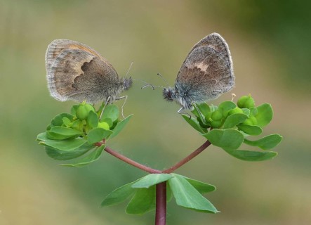 Small heath