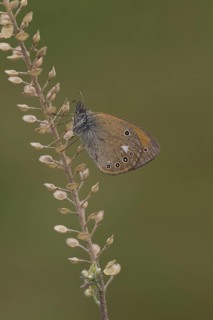 Rusty Brown Meadowbird