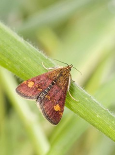 Mint moth