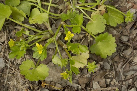 Rough-fruited Buttercup