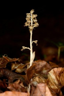 Bird's Nest Orchid