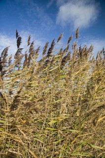 Common common reed