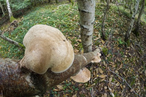 Birch polypore