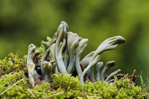 Green Earth Tongue