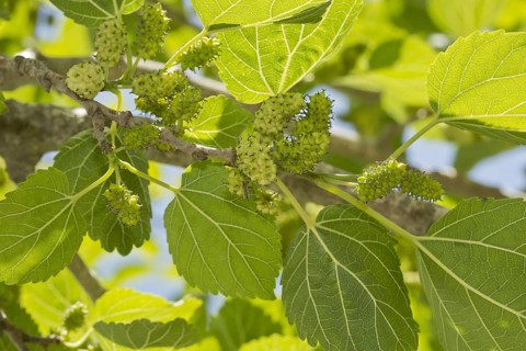 White Mulberry