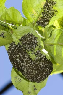 Woolly whitefly