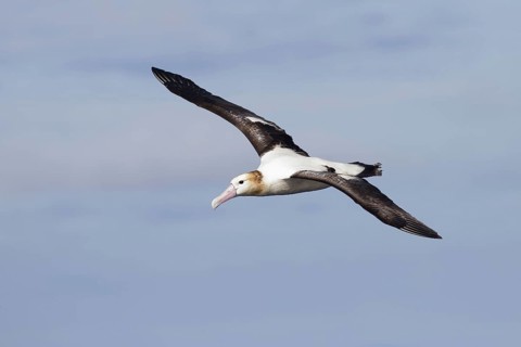 Diomedea albatrus