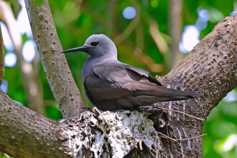 Lesser noddy