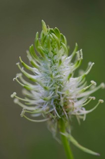 (Phyteuma spicatum)