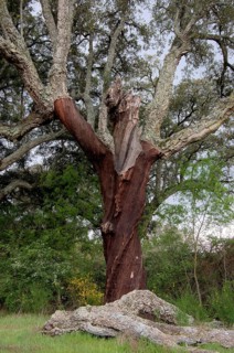 Cork oak